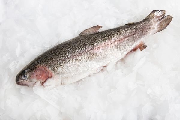 فواید خوردن ماهی و معرفی لذیذترین ماهی های انزلی